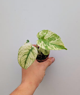 Monstera White Monster Rare 6cm Pot Collectors Houseplant