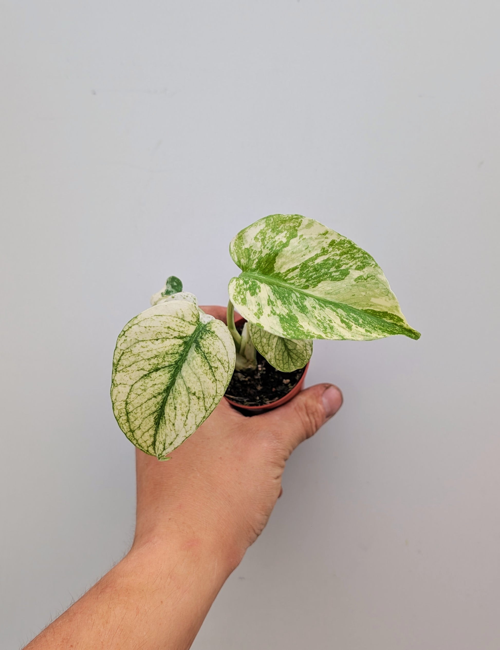 Monstera White Monster Rare 6cm Pot Collectors Houseplant