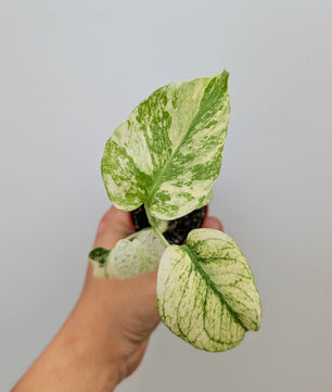 Monstera White Monster Rare 6cm Pot Collectors Houseplant
