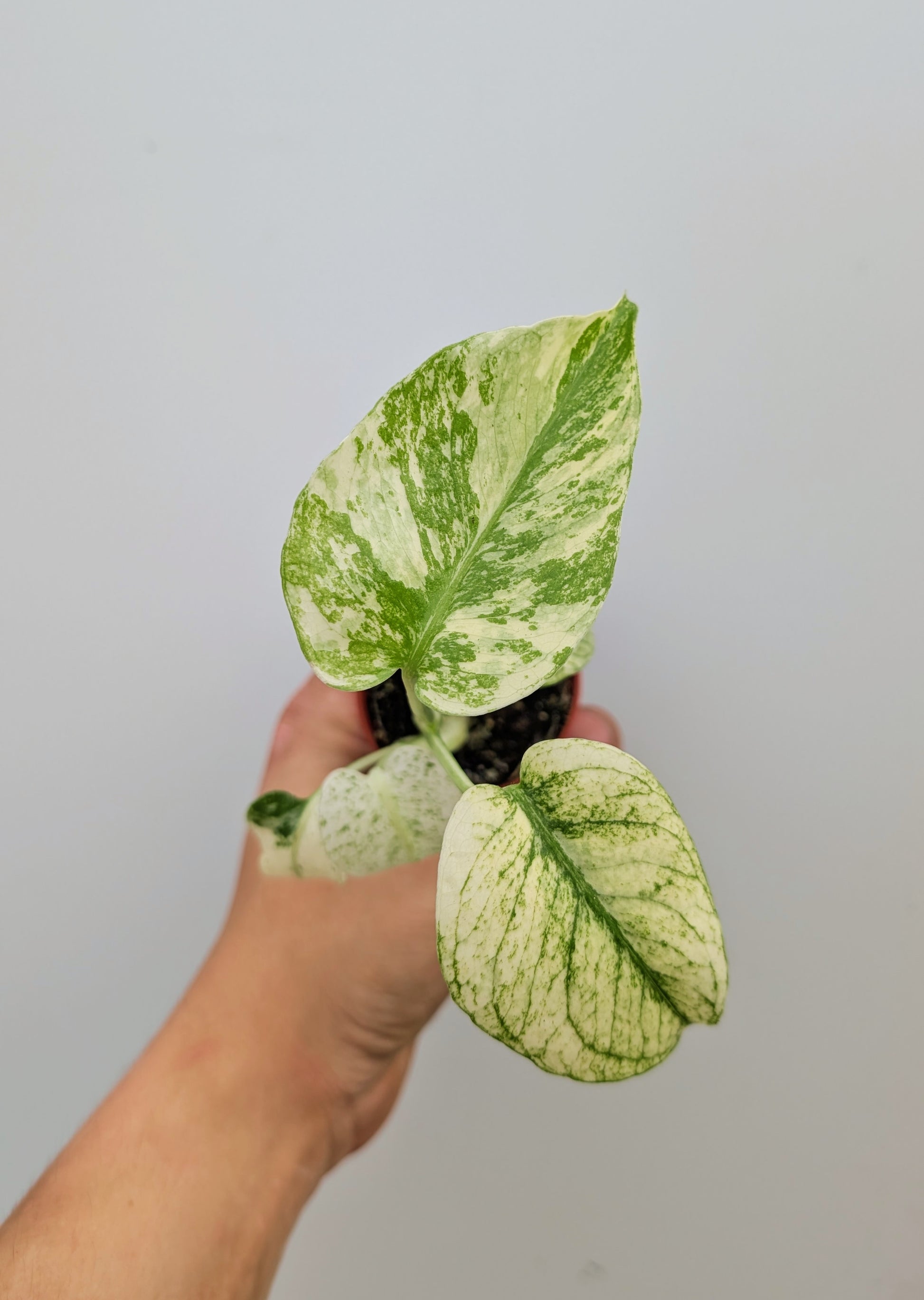 Monstera White Monster Rare 6cm Pot Collectors Houseplant