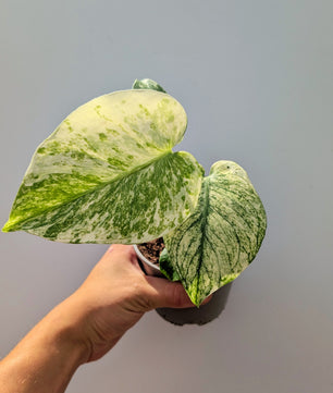 Monstera White Monster 10cm Pot Houseplant