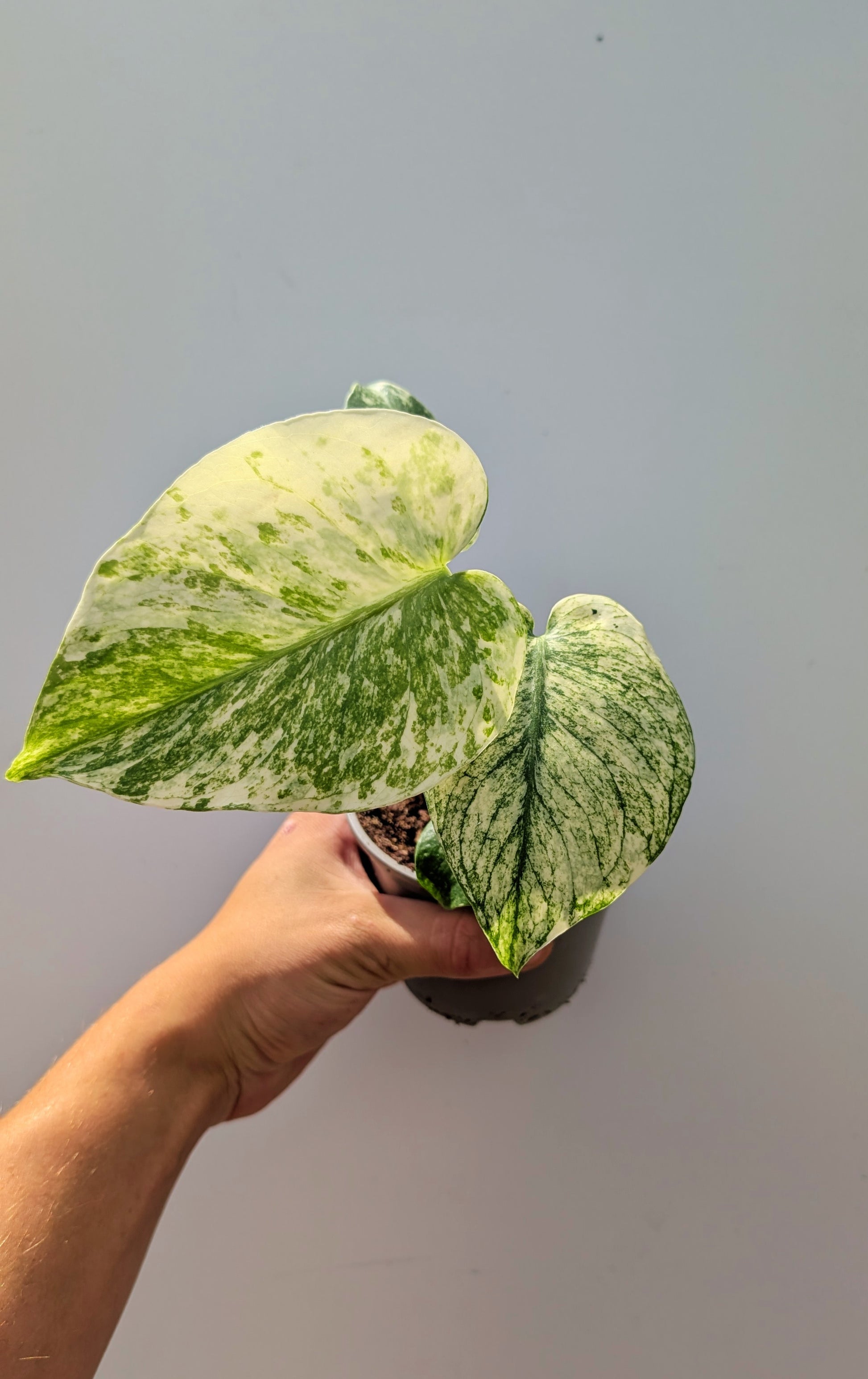 Monstera White Monster 10cm Pot Houseplant