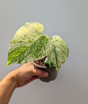 Monstera White Monster 10cm Pot Houseplant