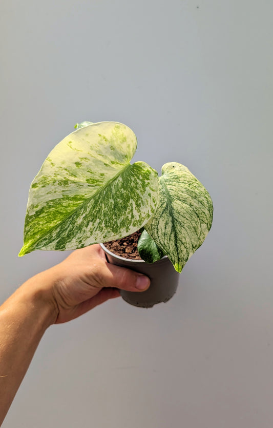 Monstera White Monster 10cm Pot Houseplant