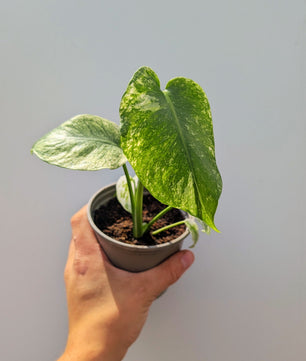 Monstera Mint 10cm Pot Houseplant