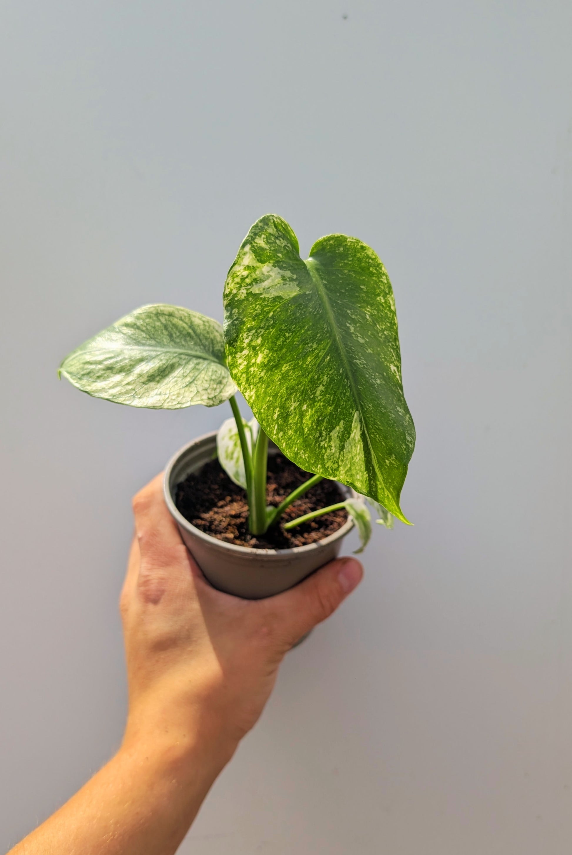 Monstera Mint 10cm Pot Houseplant