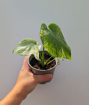 Monstera Mint 10cm Pot Houseplant