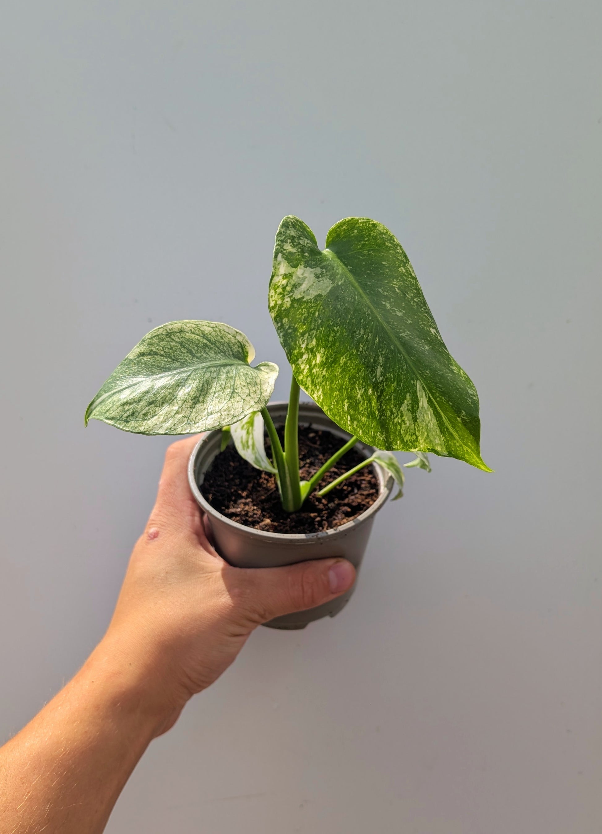 Monstera Mint 10cm Pot Houseplant