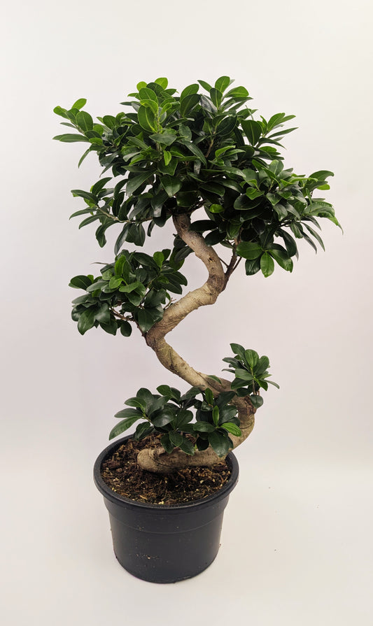 Ficus Ginseng S Type Bonsai 23cm Pot House Plant