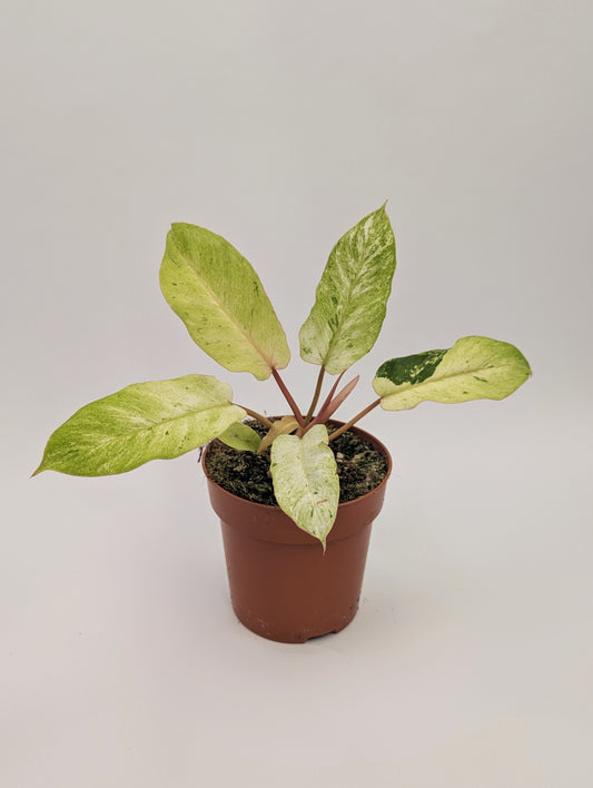 Philodendron Snowdrift 12cm Pot Collectors House Plant