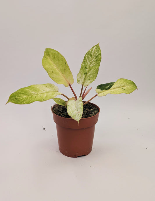 Philodendron Snowdrift 12cm Pot Collectors House Plant
