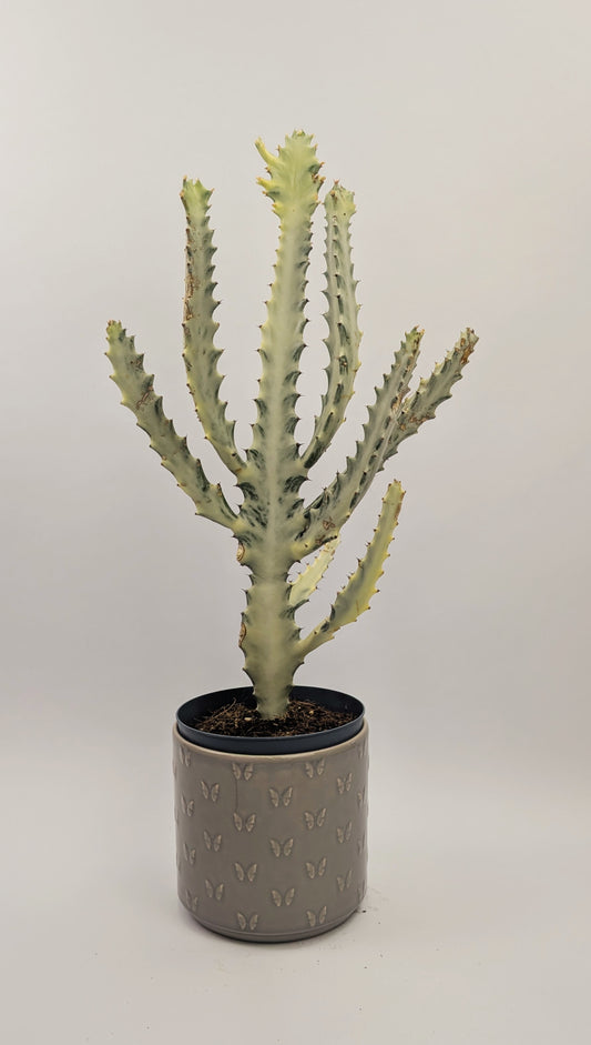 40 - 50cm Euphorbia Lactea Ghost Rare Collectors 17cm Pot