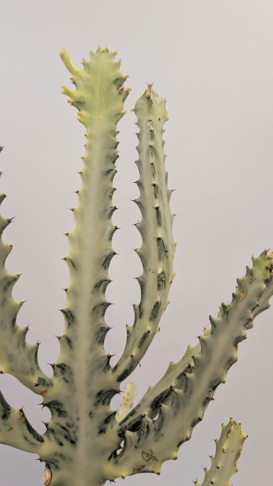 40 - 50cm Euphorbia Lactea Ghost Rare Collectors 17cm Pot