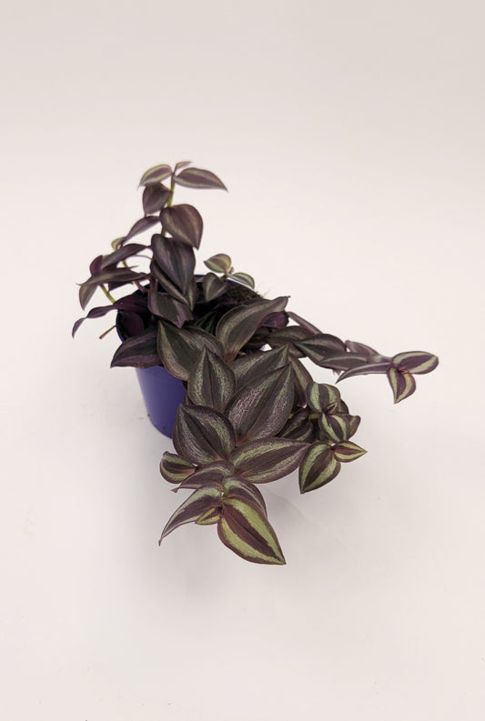 Tradescantia Purple Passion 9cm Pot Trailing Houseplant