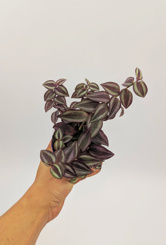 Tradescantia Purple Passion 9cm Pot Trailing Houseplant