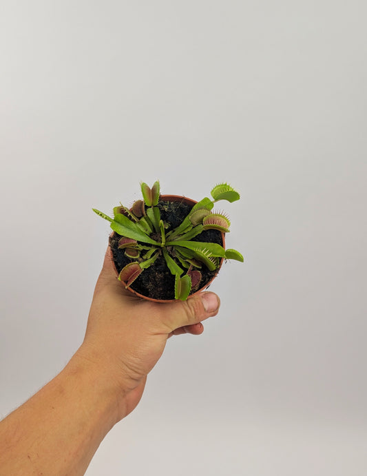 Venus Fly Trap Carnivorous 9cm Pot House Plant