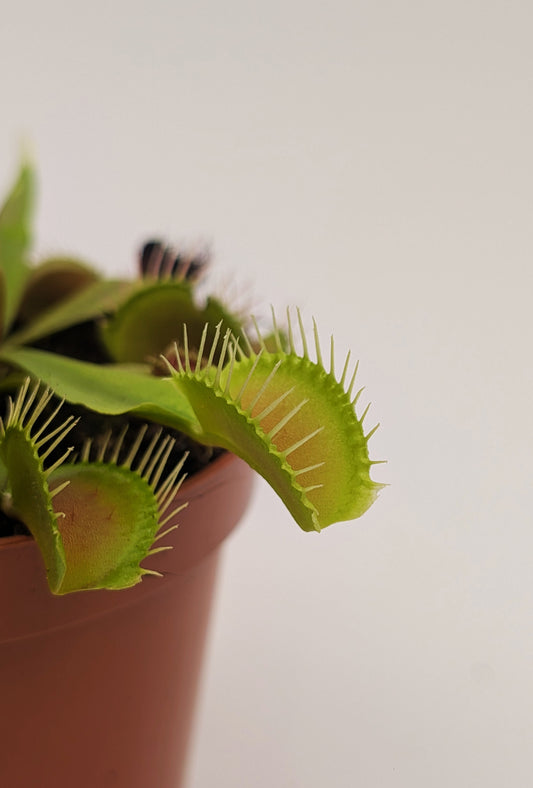 Venus Fly Trap Carnivorous 9cm Pot House Plant