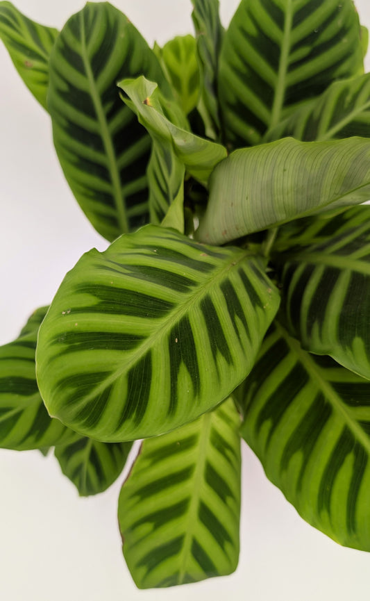 Calathea Zebrina Prayer Plant 12cm Pot House Plant