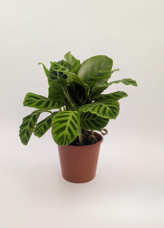 Calathea Zebrina Prayer Plant 12cm Pot House Plant