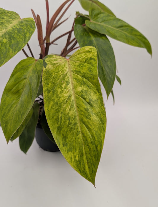 50 - 60 cm Philodendron Painted Lady 17cm Pot Large House Plant