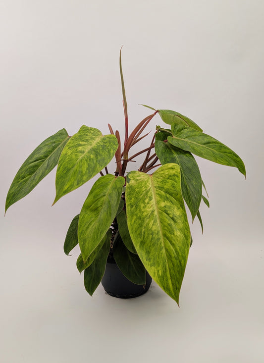 50 - 60 cm Philodendron Painted Lady 17cm Pot Large House Plant