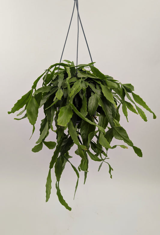 Rhipsalis Crispata 14cm Pot Hanging Houseplant