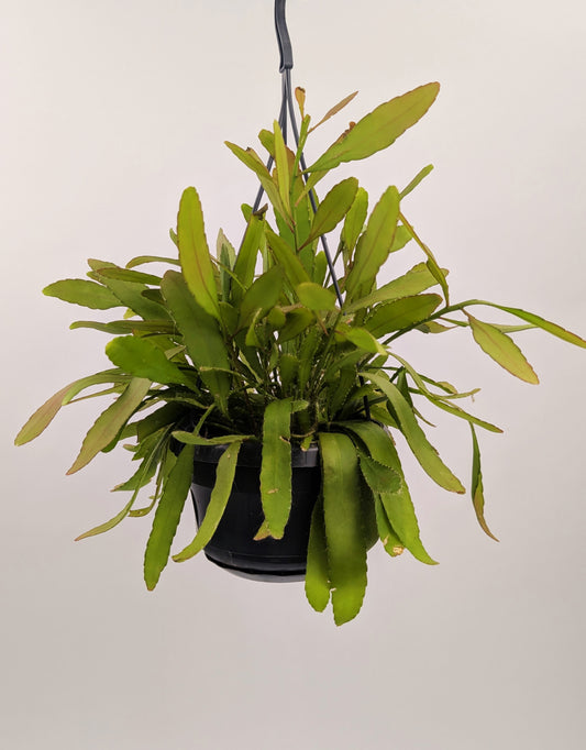 Rhipsalis Red Coral 14cm Pot Hanging Houseplant