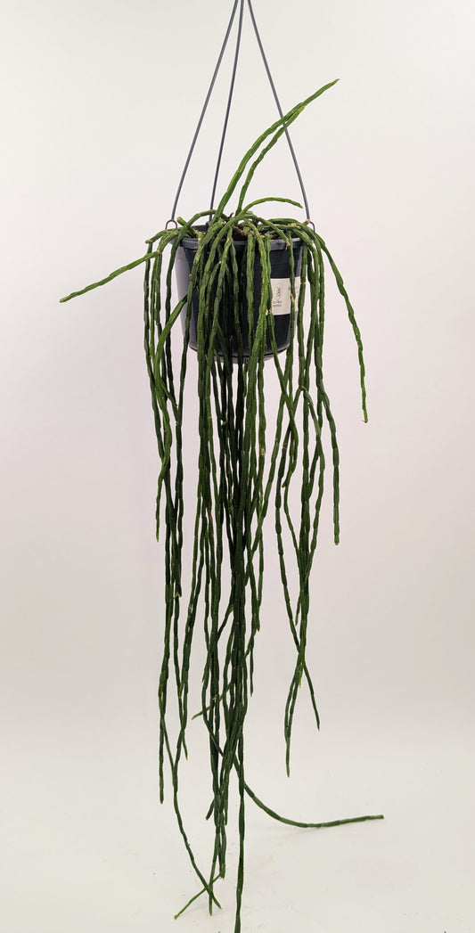 Rhipsalis Paradoxa Trailing Jungle Cactus 14cm Hanging Pot