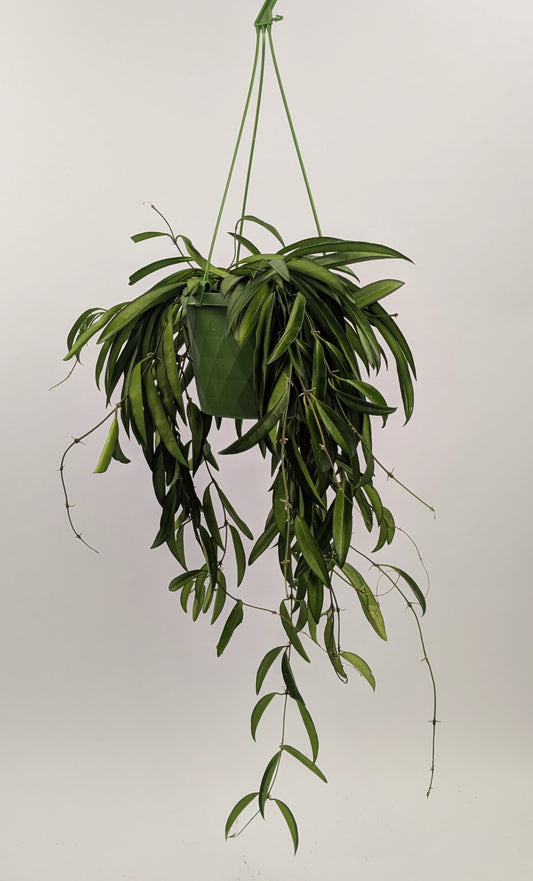 Hoya Wayetii Wax Plant 14cm Hanging Pot House Plant