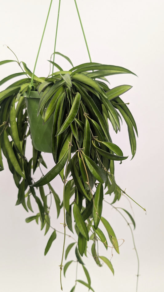 Hoya Wayetii Wax Plant 14cm Hanging Pot House Plant