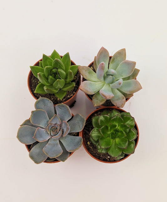 Baby Succulent 4 Plant Mix 6cm Pot House Plants