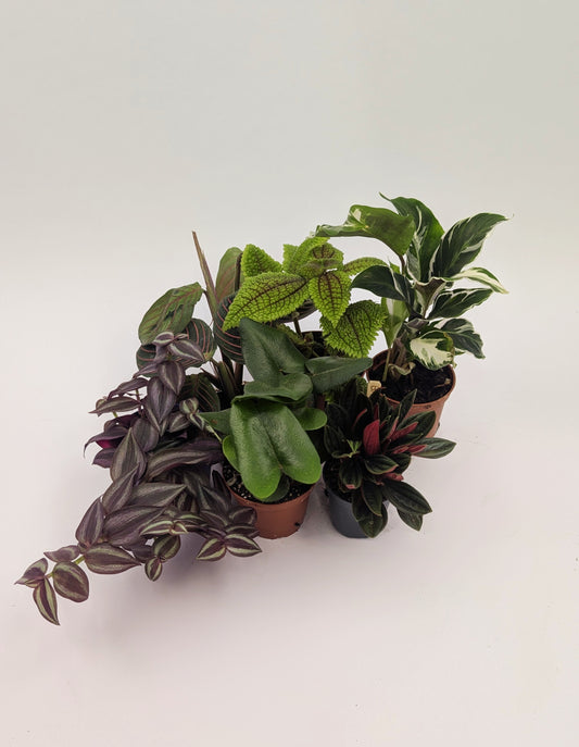 Baby House Plant Starter Bundle 6 Plants