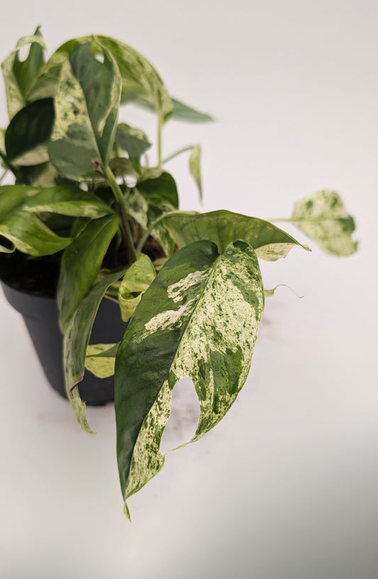 Epipremnum Pinnatum Marble Variegated 12cm Pot