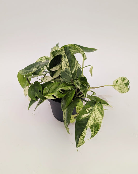 Epipremnum Pinnatum Marble Variegated 12cm Pot