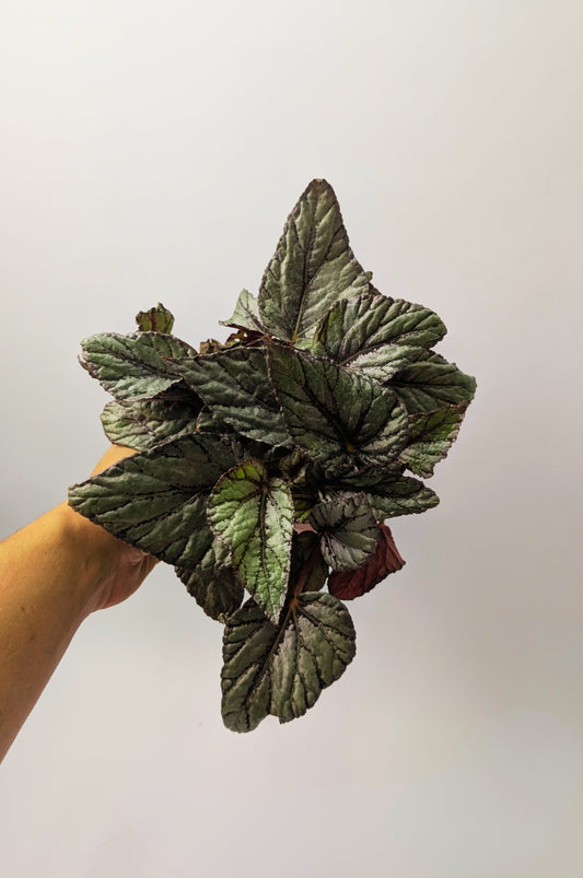 20 - 30cm Begonia Arctic Breeze Silver 14cm Pot Houseplant