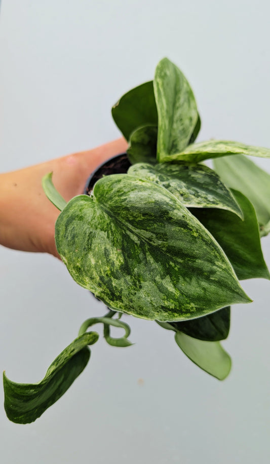 Scindapsus Peasun Rare Variegated 12cm Pot Houseplant