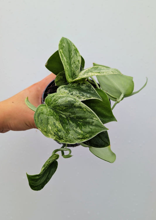 Scindapsus Peasun Rare Variegated 12cm Pot Houseplant