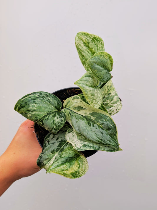 Scindapsus Silver Knight Rare Collectors 12cm Pot House Plant