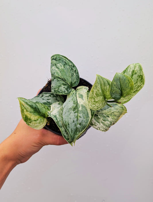 Scindapsus Silver Knight Rare Collectors 12cm Pot House Plant