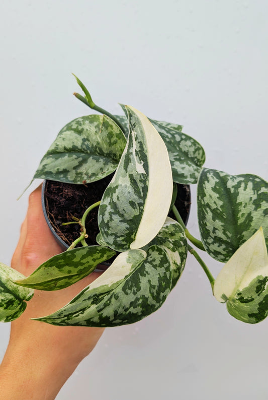 Scindapsus Mayari Variegata 12cm Pot Rare Collectors House Plant
