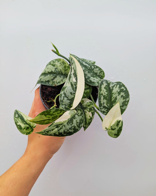 Scindapsus Mayari Variegata 12cm Pot Rare Collectors House Plant