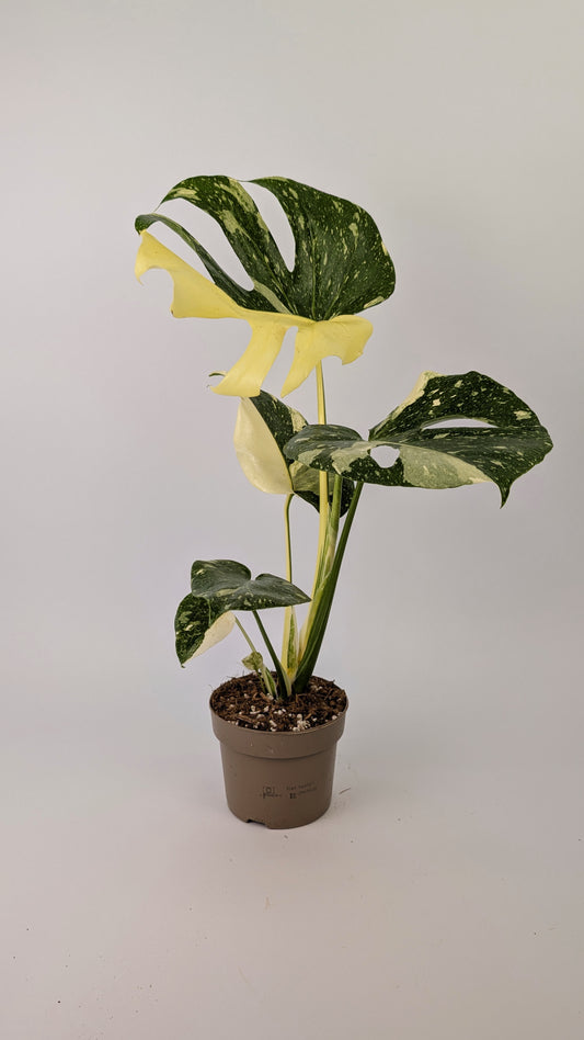Monstera Thai Constellation Cheese Plant Variegated 12cm Pot House Plant