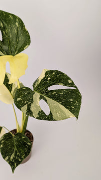 Monstera Thai Constellation Cheese Plant Variegated 12cm Pot House Plant