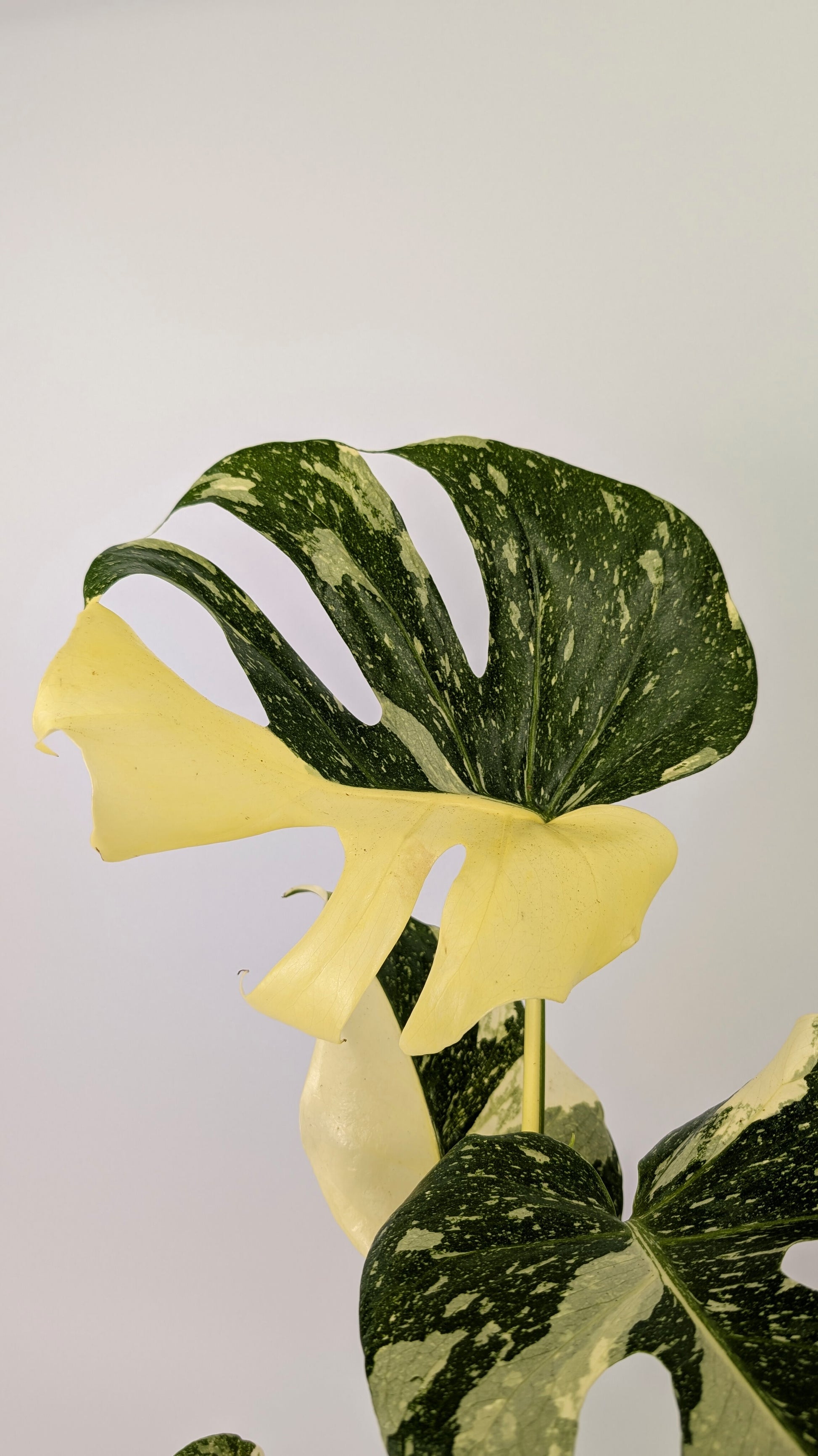 Monstera Thai Constellation Cheese Plant Variegated 12cm Pot House Plant