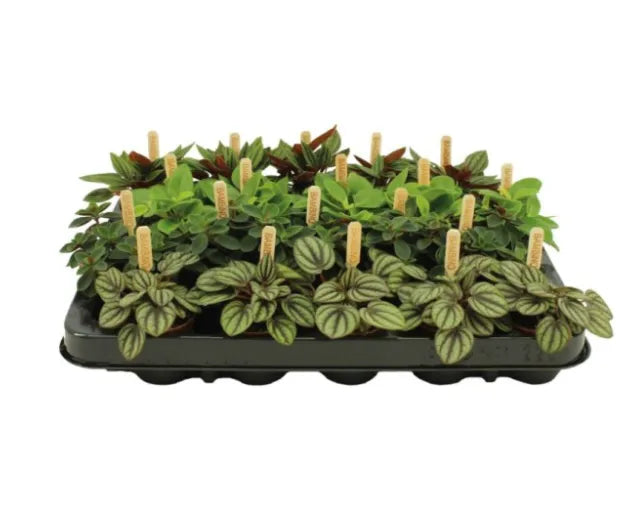 Peperomia Collection