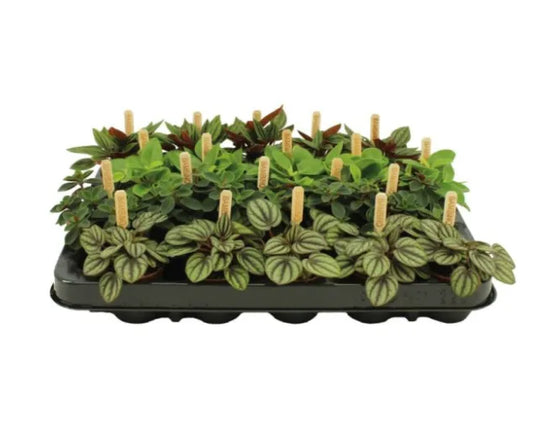 Peperomia Collection