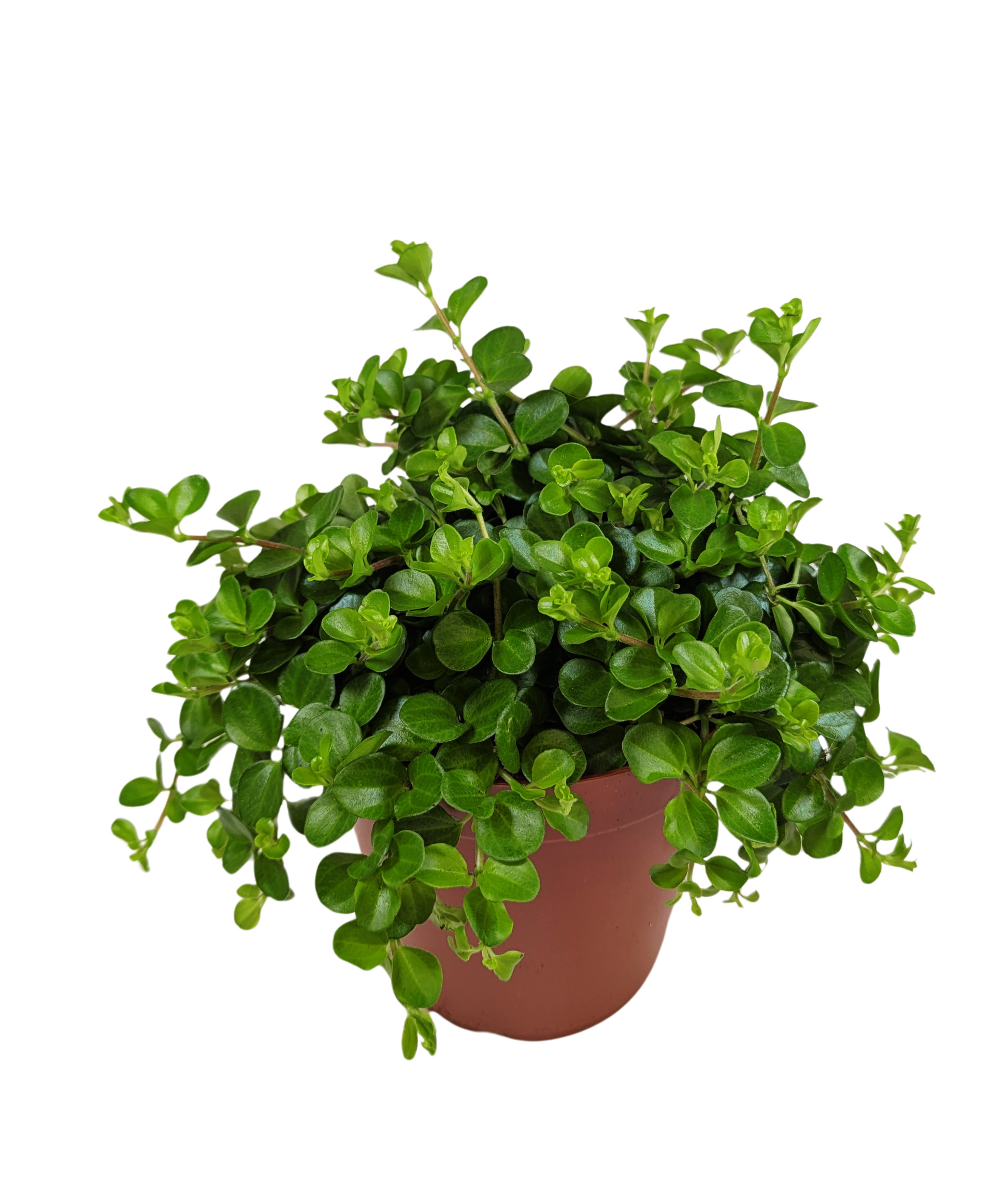 25cm Peperomia Rotundifolia 15cm Pot Houseplant