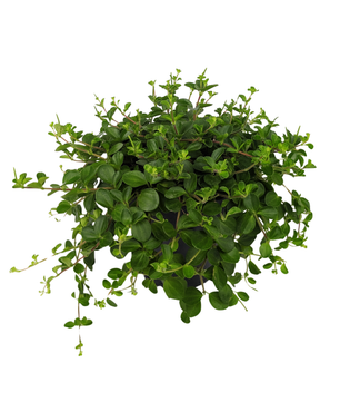 25cm Peperomia Rotundifolia 15cm Pot Houseplant