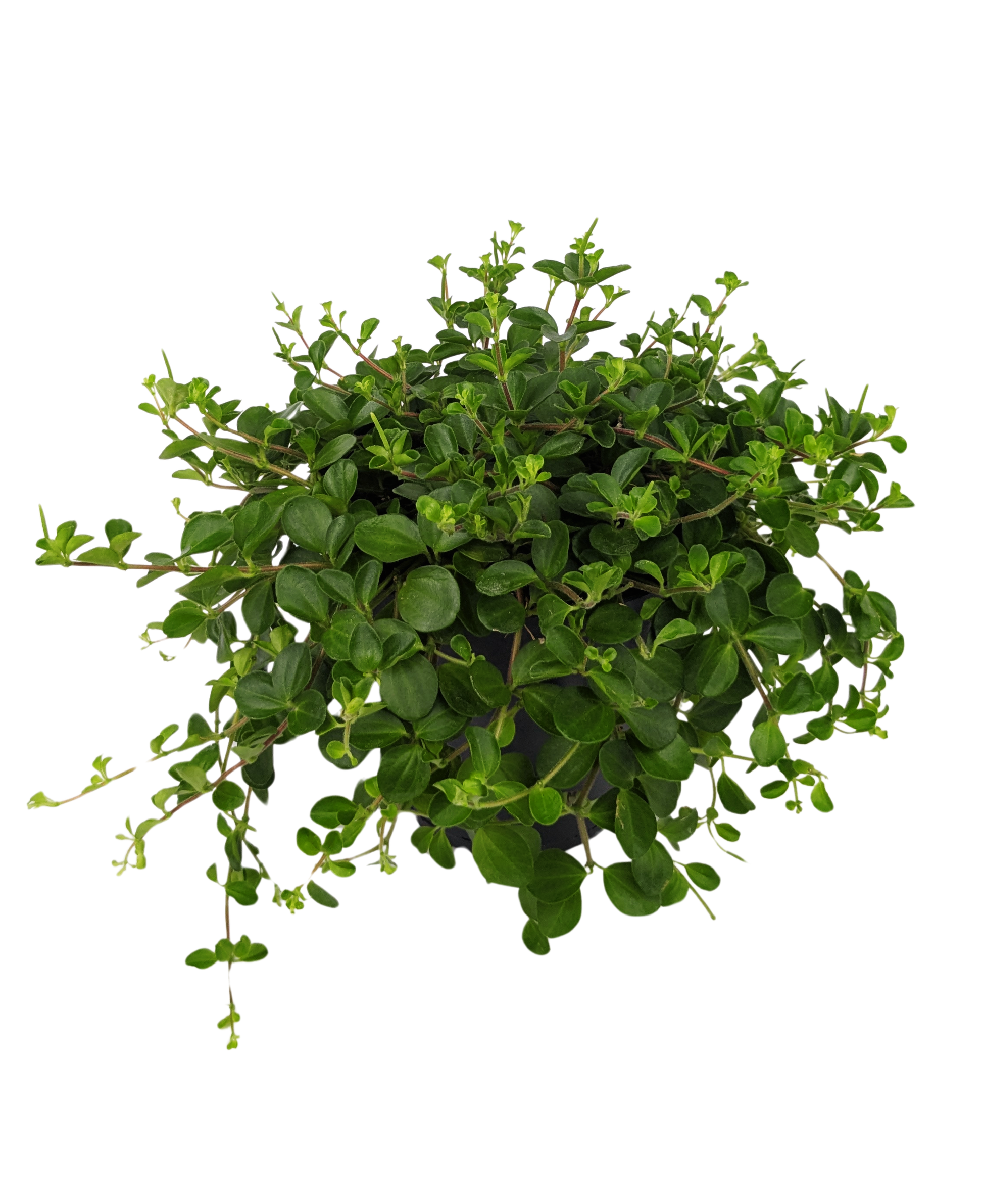 25cm Peperomia Rotundifolia 15cm Pot Houseplant