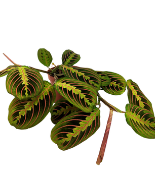Maranta Leuconeura Fascinata 12cm Pot House Plant
